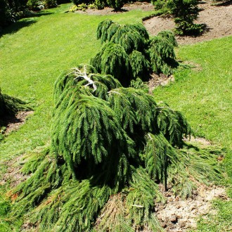 Ель обыкновенная Форманек / Picea abies Formanek
Изящный и медленнорастущий сорт. . фото 2