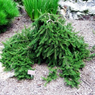 Ель обыкновенная Форманек / Picea abies Formanek
Изящный и медленнорастущий сорт. . фото 5