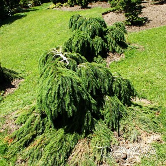 Ель обыкновенная Форманек / Picea abies Formanek
Изящный и медленнорастущий сорт. . фото 1