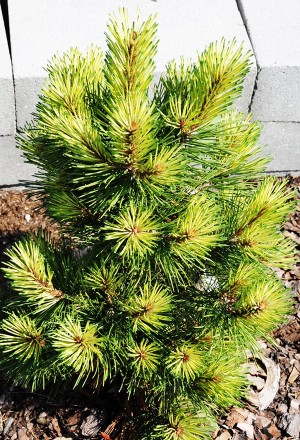 Сосна горная Мисти / Pinus mugo Misty
Довольно новый и очень эффектный сорт, ред. . фото 3