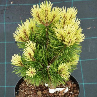 Сосна горная Мисти / Pinus mugo Misty
Довольно новый и очень эффектный сорт, ред. . фото 2
