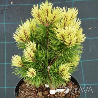 Сосна горная Мисти / Pinus mugo Misty
Довольно новый и очень эффектный сорт, ред. . фото 1