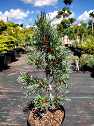 Сосна японская Блауер Энжел / Pinus parviflora Blauer Engel
Красивая разновиднос. . фото 4