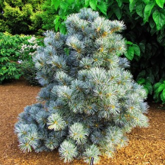 Сосна японская Блауер Энжел / Pinus parviflora Blauer Engel
Красивая разновиднос. . фото 2