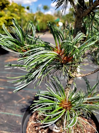 Сосна японская Блауер Энжел / Pinus parviflora Blauer Engel
Красивая разновиднос. . фото 5