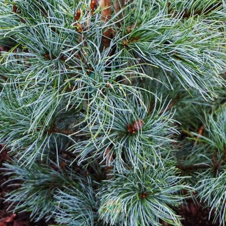 Сосна японская Блауер Энжел / Pinus parviflora Blauer Engel
Красивая разновиднос. . фото 6