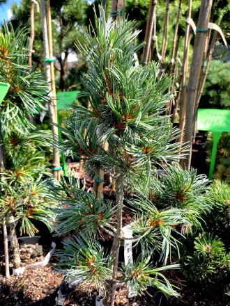 Сосна японская Блауер Энжел / Pinus parviflora Blauer Engel
Красивая разновиднос. . фото 3