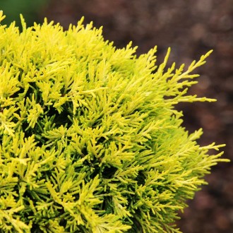 Можжевельник пфитцериана Еллоу Сапфир / Juniperus pfitzeriana Yellow Sapphire
Со. . фото 3