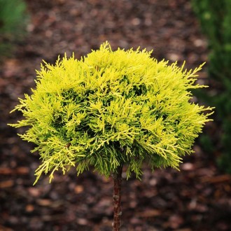 Можжевельник пфитцериана Еллоу Сапфир / Juniperus pfitzeriana Yellow Sapphire
Со. . фото 2