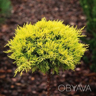 Можжевельник пфитцериана Еллоу Сапфир / Juniperus pfitzeriana Yellow Sapphire
Со. . фото 1