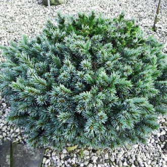 Ель енгельмана Джаспер / Picea engelmannii Jasper
Очень медленно растущий сорт е. . фото 1