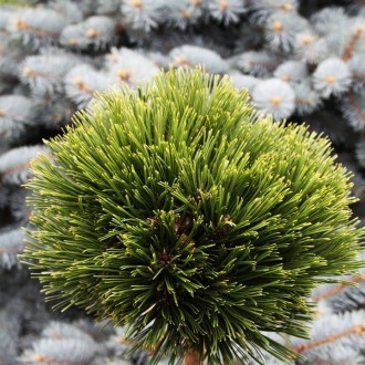 Сосна гельдрейха Шмидти / Pinus heldreichii Smidtii
Разновидность боснийской сос. . фото 4
