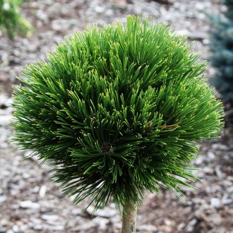 Сосна гельдрейха Шмидти / Pinus heldreichii Smidtii
Разновидность боснийской сос. . фото 2