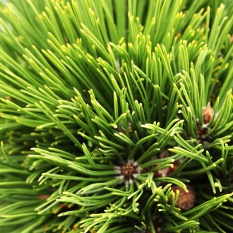 Сосна гельдрейха Шмидти / Pinus heldreichii Smidtii
Разновидность боснийской сос. . фото 3