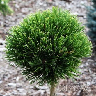 Сосна гельдрейха Шмидти / Pinus heldreichii Smidtii
Разновидность боснийской сос. . фото 1