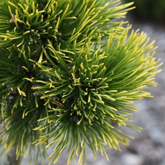 Сосна горная Нана Балканика Ауреа / Pinus mugo Nana Balcanica Aurea
Медленнораст. . фото 3