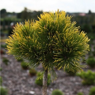 Сосна горная Нана Балканика Ауреа / Pinus mugo Nana Balcanica Aurea
Медленнораст. . фото 2