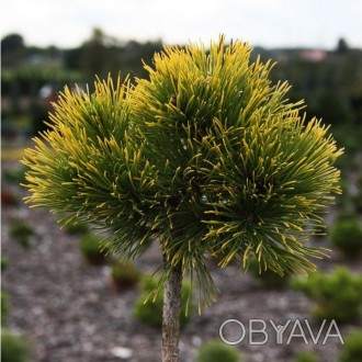 Сосна горная Нана Балканика Ауреа / Pinus mugo Nana Balcanica Aurea
Медленнораст. . фото 1