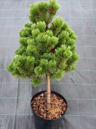 Сосна горная на штамбе Шервуд Компакт / Pinus mugo Sherwood Compact
Привитой кар. . фото 4