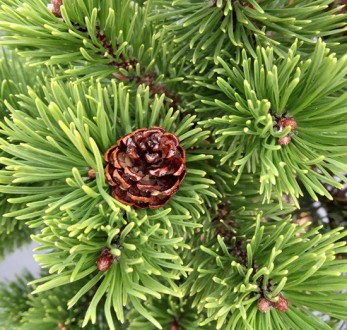Сосна горная на штамбе Шервуд Компакт / Pinus mugo Sherwood Compact
Привитой кар. . фото 3