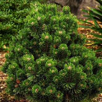 Сосна горная на штамбе Шервуд Компакт / Pinus mugo Sherwood Compact
Привитой кар. . фото 2