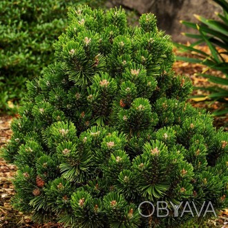 Сосна горная на штамбе Шервуд Компакт / Pinus mugo Sherwood Compact
Привитой кар. . фото 1