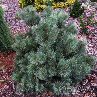 Сосна обыкновенная Чантри Блю / Pinus sylvestris Chantry Blue
Сорт отличается гу. . фото 1