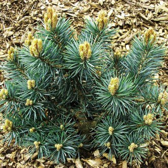 Сосна обыкновенная Филипс Блю Глоб / Pinus sylvestris Filip's Blue Globe
Сорт от. . фото 2
