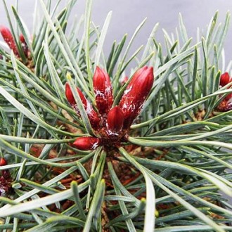 Сосна обыкновенная Филипс Блю Глоб / Pinus sylvestris Filip's Blue Globe
Сорт от. . фото 3