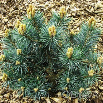 Сосна обыкновенная Филипс Блю Глоб / Pinus sylvestris Filip's Blue Globe
Сорт от. . фото 1