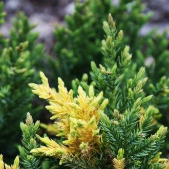 Можжевельник китайский Экспанса Ауреоспиката / Juniperus chinensis Expansa Aureo. . фото 3