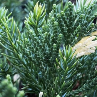 Можжевельник китайский Экспанса Вариегата / Juniperus chinensis Expansa Variegat. . фото 5