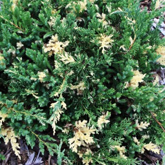 Можжевельник китайский Экспанса Вариегата / Juniperus chinensis Expansa Variegat. . фото 3