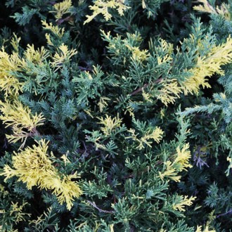 Можжевельник китайский Экспанса Вариегата / Juniperus chinensis Expansa Variegat. . фото 2