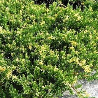 Можжевельник китайский Экспанса Вариегата / Juniperus chinensis Expansa Variegat. . фото 4