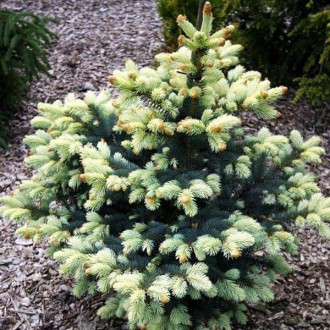 Ель голубая Белобок / h 30-40 / Picea pungens Bialobok. Балаклея. фото 1 Ель голубая Белобок / h 30-40 / Picea pungens Bialobok. Балаклея. фото 1