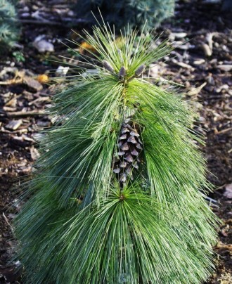 Сосна шверина Витхорст Вернер / Pinus schwerinii 'Wiethorst SDL Werner' (Пенсиль. . фото 6