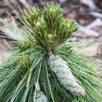 Сосна шверина Витхорст Вернер / Pinus schwerinii 'Wiethorst SDL Werner' (Пенсиль. . фото 2