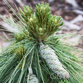 Сосна шверина Витхорст Вернер / Pinus schwerinii 'Wiethorst SDL Werner' (Пенсиль. . фото 1