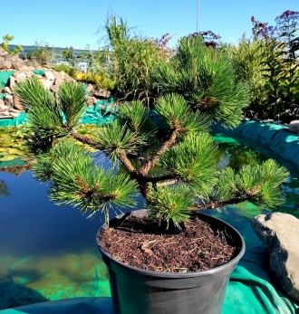 Сосна чорная Ниваки / Pinus nigra Nivaki
Идеальный сорт сосны для формирования б. . фото 3
