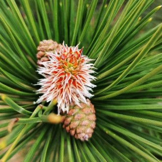 Сосна чорная Ниваки / Pinus nigra Nivaki
Идеальный сорт сосны для формирования б. . фото 4