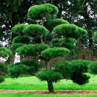 Сосна чорная Ниваки / Pinus nigra Nivaki
Идеальный сорт сосны для формирования б. . фото 2