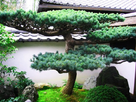Сосна обыкновенная Ниваки / Pinus sylvestris Nivaki
Хвойное дерево в стиле бонса. . фото 5