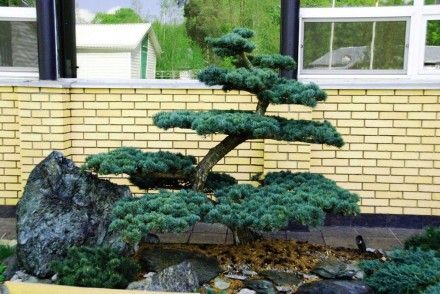 Сосна обыкновенная Ниваки / Pinus sylvestris Nivaki
Хвойное дерево в стиле бонса. . фото 2