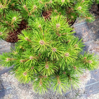 Сосна густоцветковая Джейн Клуис / Pinus densiflora Jane Kluis 
Сосна густоцветк. . фото 3