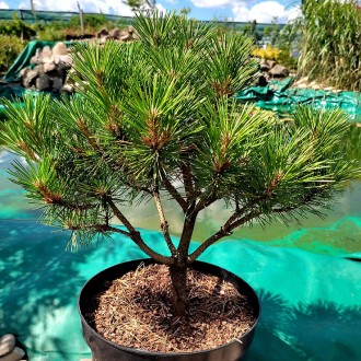 Сосна густоцветковая Джейн Клуис / Pinus densiflora Jane Kluis 
Сосна густоцветк. . фото 4