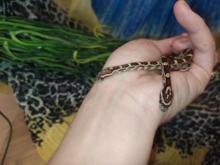 Маисовый полоз - небольшая неядовитая змея из рода Pantherophis.
Очень популярен. . фото 4