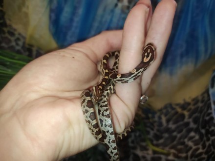 Маисовый полоз - небольшая неядовитая змея из рода Pantherophis.
Очень популярен. . фото 3