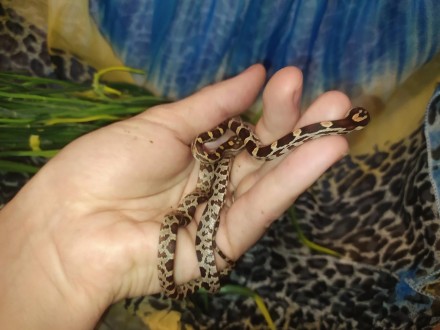 Маисовый полоз - небольшая неядовитая змея из рода Pantherophis.
Очень популярен. . фото 2