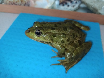Красуня жаба. Озерна жаба "Прикраса" будь-якого тераріуму, акватераріуму або акв. . фото 8